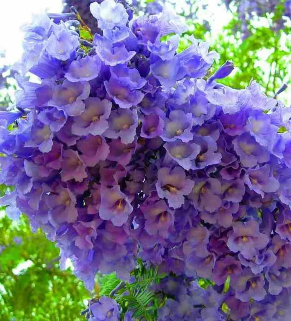 Jacaranda mimosifolia (flamboyant bleu) couleur floraison:bleu - pot de 3 litres - 80/100 cm